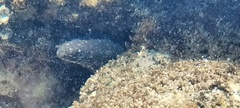 Gymnothorax pictus