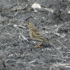 Anthus spragueii