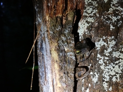 Osteocephalus taurinus