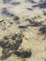 Ectocarpales