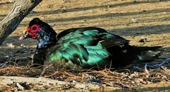 Cairina moschata domestica