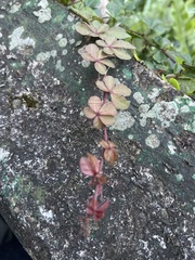 Tetrastigma obtectum