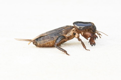 Gryllotalpa australis