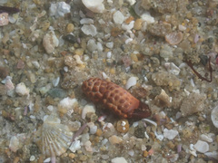 Paraxanthias taylori