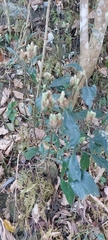 Lepidagathis formosensis