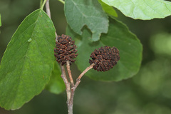 Alnus × pubescens