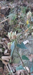 Lepidagathis formosensis