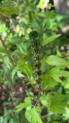 Leonurus cardiaca