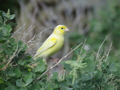Serinus canaria
