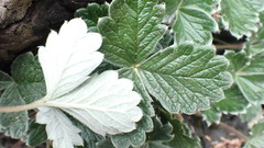 Potentilla villosa