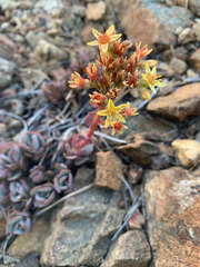 Sedum kiersteadiae