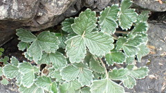 Potentilla villosa