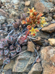 Sedum kiersteadiae