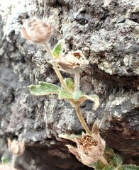 Potentilla villosa