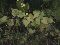 Calystegia tuguriorum