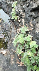 Potentilla villosa