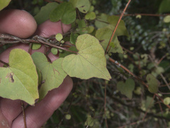 Calystegia tuguriorum