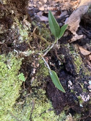 Epidendrum conopseum