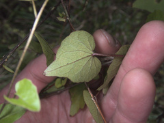Calystegia tuguriorum