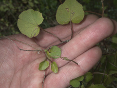 Calystegia tuguriorum