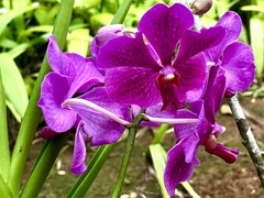 Vanda