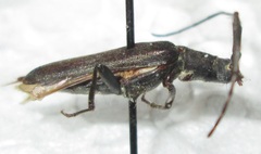 Hypoeschrus ferreirae