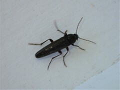 Enchodes sericea