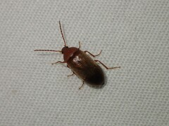 Isomira comstocki