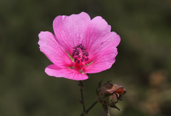 Althaea cannabina