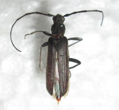 Hypoeschrus ferreirae