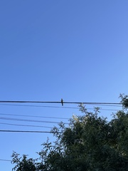 Mimus saturninus