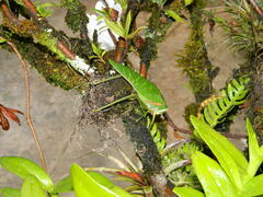 Philophyllia guttulata