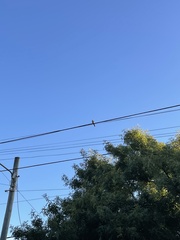 Mimus saturninus