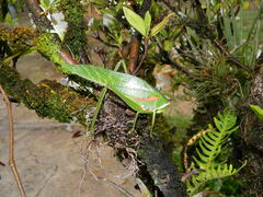 Philophyllia guttulata