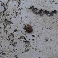 Holcogaster fibulata