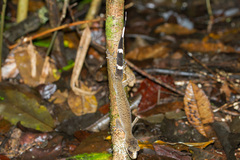 Carphodactylus laevis