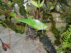 Philophyllia guttulata