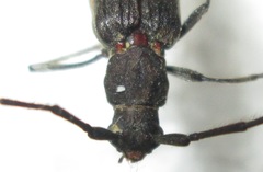 Hypoeschrus ferreirae