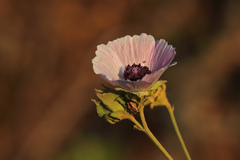 Althaea officinalis