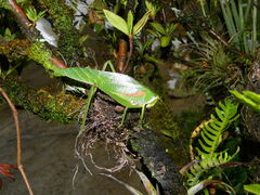 Philophyllia guttulata