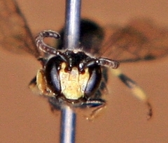 Hylaeus mesillae