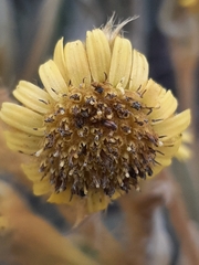 Espeletia occidentalis