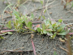 Lobelia anceps