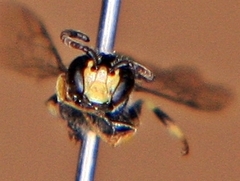 Hylaeus mesillae