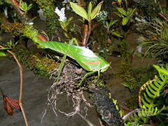 Philophyllia guttulata