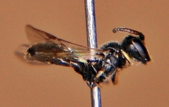 Hylaeus mesillae