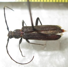 Hypoeschrus ferreirae