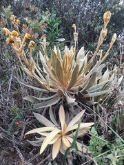 Espeletia occidentalis