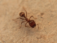 Solenopsis geminata
