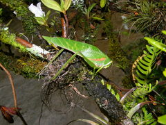 Philophyllia guttulata